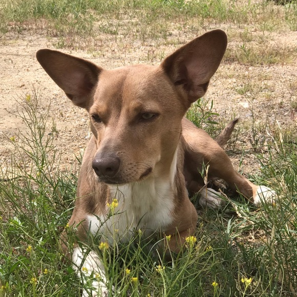Meet your Posher, Carolyn - Picture 3 of 13